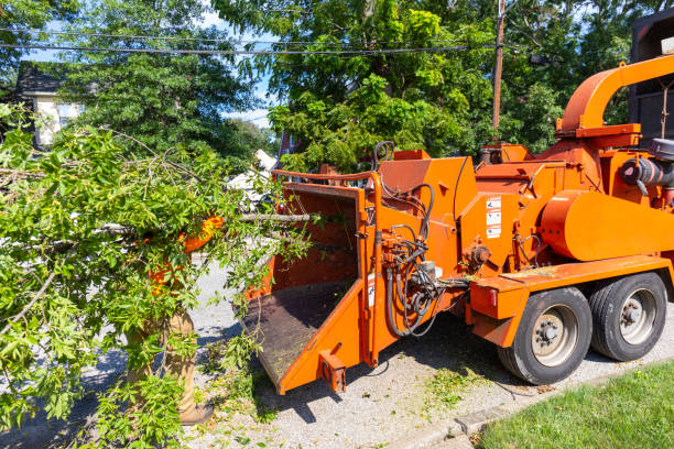 Daleville, VA Tree Service Company